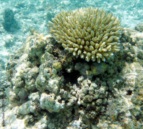 A close up of corals