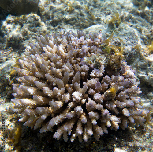 A close up of corals