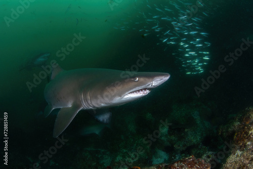 Grey Nurse (Sand tiger or ragged tooth) shark lurking in green water in low visibility conditions