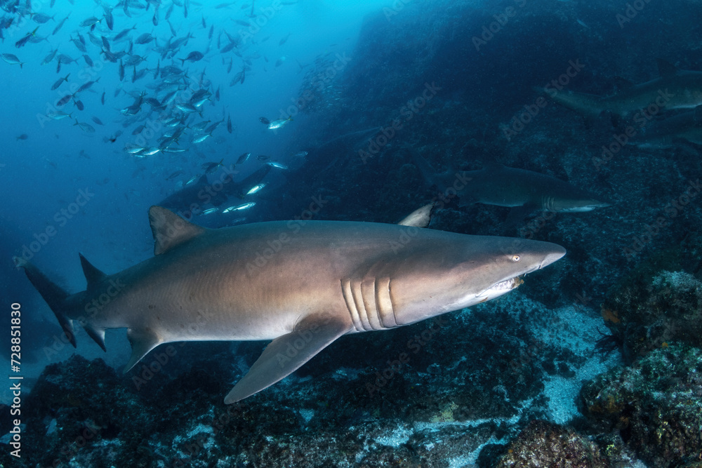 Grey Nurse (Sand tiger or ragged tooth) sharks aggregate in underwater trenches near the coast of South West Rocks Grey Nurse (Sand tiger or ragged tooth) sharks aggregate in underwater trenches near the coast of South West Rocks