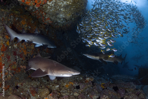 Grey Nurse (Sand tiger or ragged tooth) sharks at teh entrance to the underwater cave. Horizontal frame.