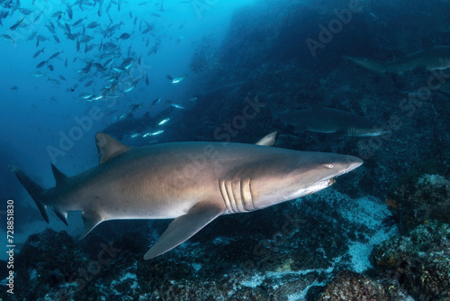 Grey Nurse (Sand tiger or ragged tooth) sharks aggregate in underwater trenches near the coast of South West Rocks © andriislonchak
