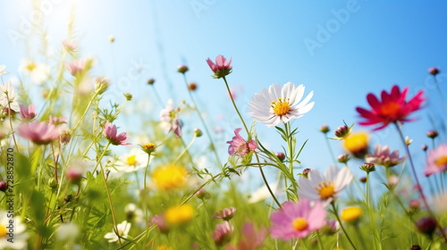 Simple natural wildflower meadow with, among other things, pink cosmea and white chamomile under blue sky photo