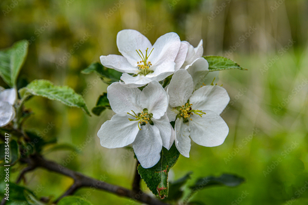 a blooming apple trees in spring.