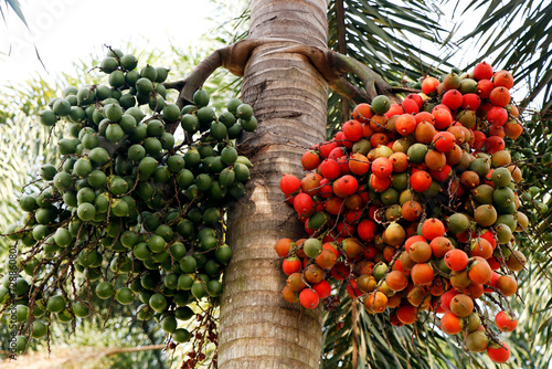bunch of  areca nut or betel nut is the fruit of the areca palm tree photo
