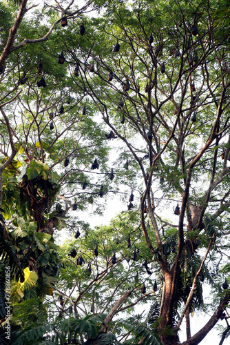 group of bat bird or flying fox hanged on a large tree photo