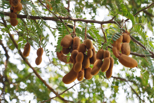 tamarind fruit hanged on its own tree also known as Imlee, Imli, Tamarin, Tamarindo, Tamarindus indica,Tintiri photo