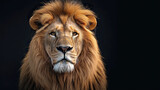 Majestic Lion king Portrait on black background