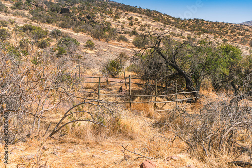 wood corral in a yellow dessert mountain near trees at the noon. It is circular an made to keep cattle safe and in one place. Commonly used with cows, sheeps and horses