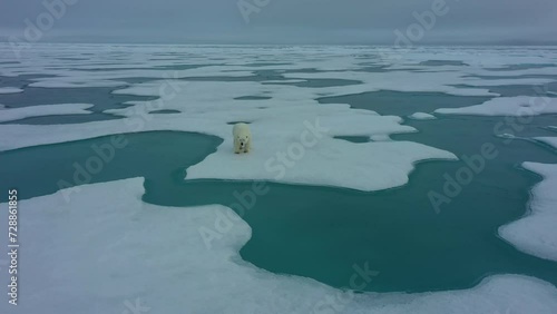 Polar bear - flying around. Polar bear walks on snow and sniffs air. Green thawed patches around