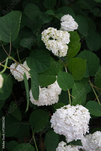 Texture background of white blooming hydrangea.