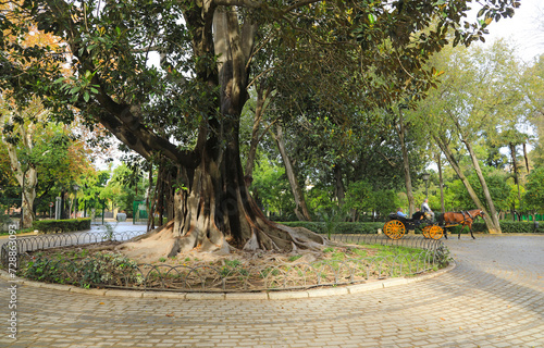 sevilla árbol majestuoso en el parque de maria luisa carreta carruaje de caballos con turistas 4M0A5691-as24 photo