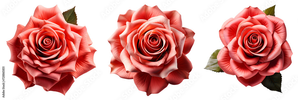 Naklejka premium Set of rose flowers without background