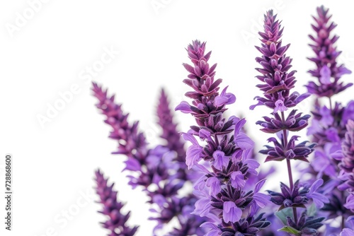 Purple salvia plant on white background