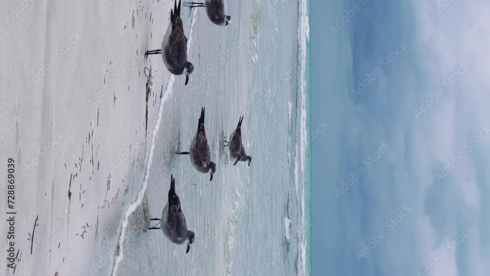 Seagulls on the Cuban beach in Varadero, Cuba, where the waves and ocean waters are visible on a cloudy day with the sun breaking through the clouds. Turquoise waves. 4K Video Seagulls on the Cuban beach in Varadero, Cuba, where the waves and ocean waters are visible on a cloudy day with the sun breaking through the clouds. Turquoise waves. 4K Video
