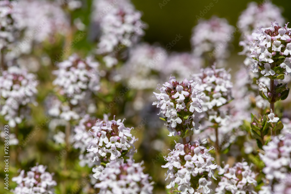 Close up of valerian (valeriana officinalis) flowers in bloom Close up of valerian (valeriana officinalis) flowers in bloom
