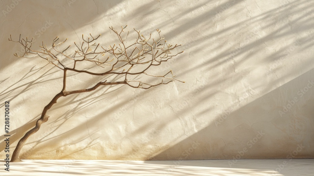 plain, light-colored wall with the shadow of a bare tree branch cast upon it: a quintessential image of autumn