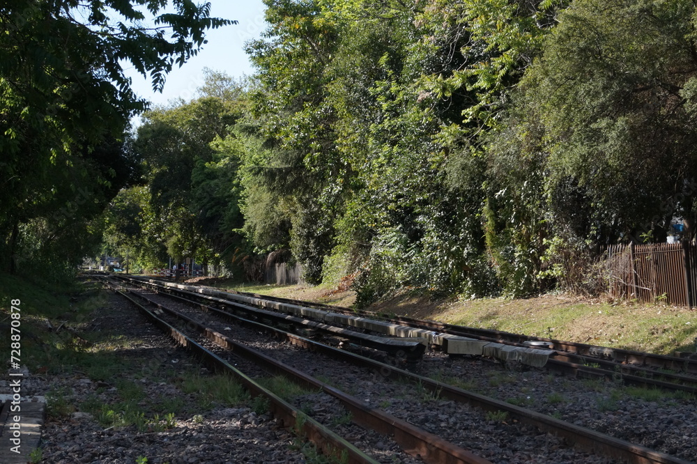 railroad tracks in the forest