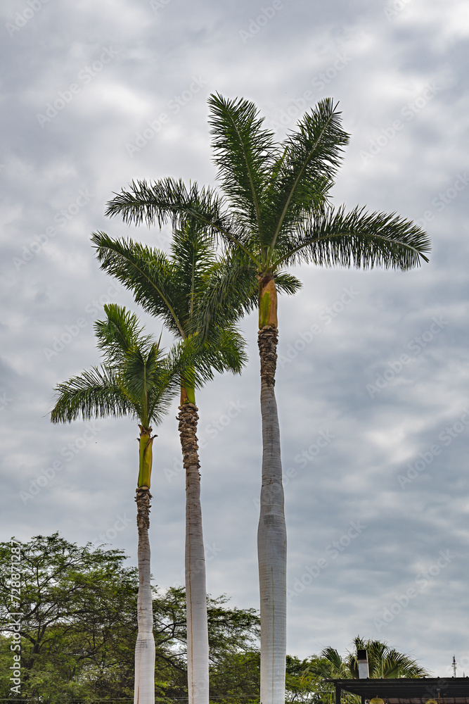 Immerse yourself in the tropical allure of our captivating collection featuring a picturesque group of three palm trees. Immerse yourself in the tropical allure of our captivating collection featuring a picturesque group of three palm trees.