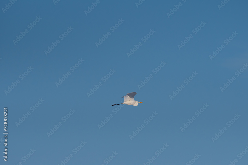 The Great Egret, Ardea alba, flying in the sky.