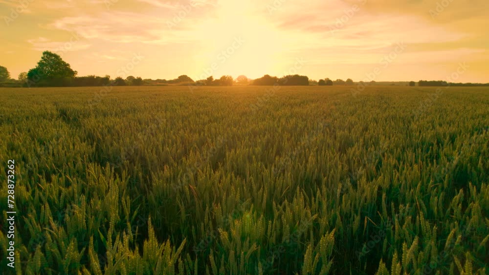 AERIAL, LENS FLARE: Vast field full of wheat glows in the golden morning light. First rays of summer sun illuminate green cereal plants growing in English countryside on the outskirts of Canterbury. AERIAL, LENS FLARE: Vast field full of wheat glows in the golden morning light. First rays of summer sun illuminate green cereal plants growing in English countryside on the outskirts of Canterbury.