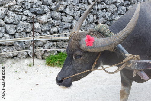 A black cow with hibiscus