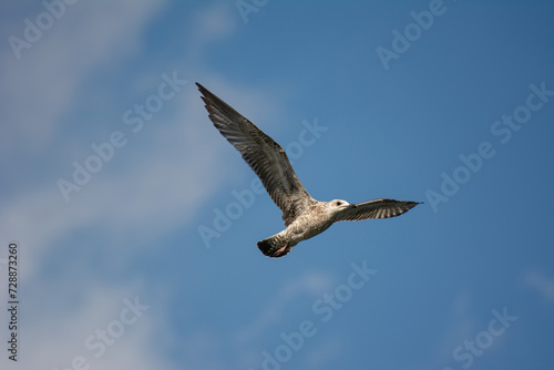 The gull that flies in the sky. Yellow-legged Gull  Larus michahellis.