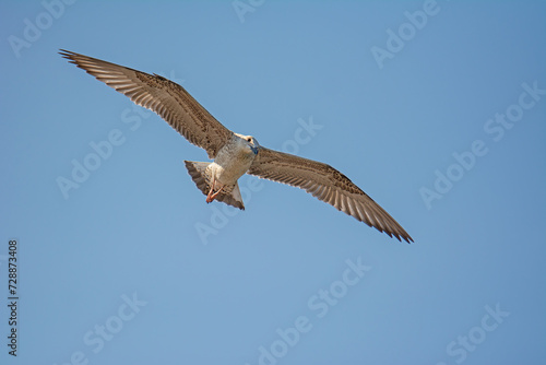 The gull that flies in the sky. Yellow-legged Gull, Larus michahellis. © TAMER YILMAZ