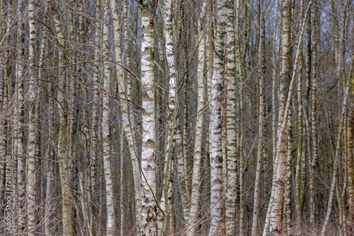 Selective focus of tree trunks in the forest, White bark with leafless in winter, Birch is a thin leaved deciduous hardwood tree of the genus Betula in the family Betulaceae, Nature background.