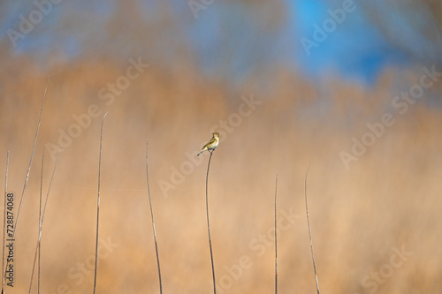 Small bird on dry reed branches. Common Chiffchaff, Phylloscopus collybita. Wallpaper, background.