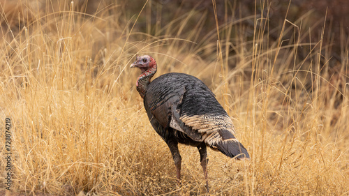 A wild turkey hen looks over it's shoulder as it makes it's way through rain wet golden colored grass on a cloudy wet February day in Zion National Park, Utah, USA.