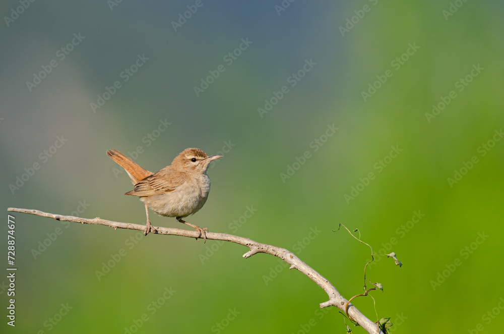 Fototapeta premium Rufous-tailed Scrub Robin on a branch. Cercotrichas galactotes. Green background.