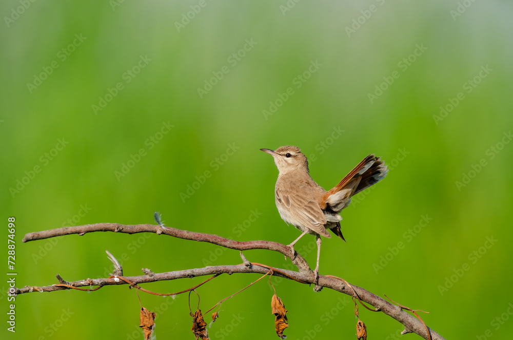 Rufous-tailed Scrub Robin on a branch. Cercotrichas galactotes. Green background. Rufous-tailed Scrub Robin on a branch. Cercotrichas galactotes. Green background.