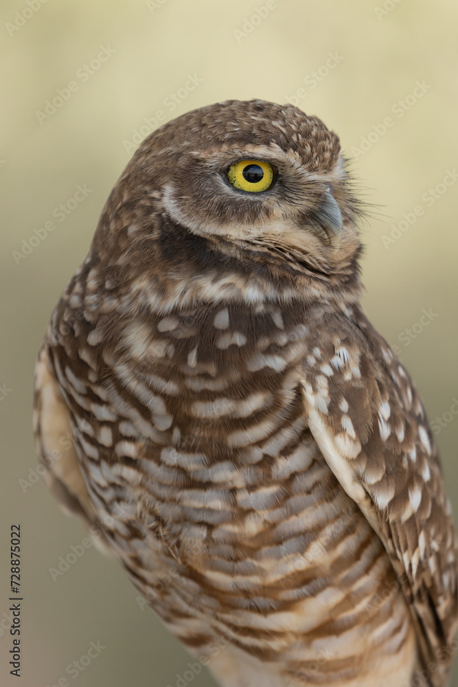 Portrait of a burrowing owl turning it's head and looking to the right, in soft light, with an out of focus green background. 