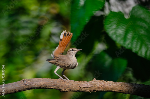 Rufous-tailed Scrub Robin on a branch. Cercotrichas galactotes. Green background. photo