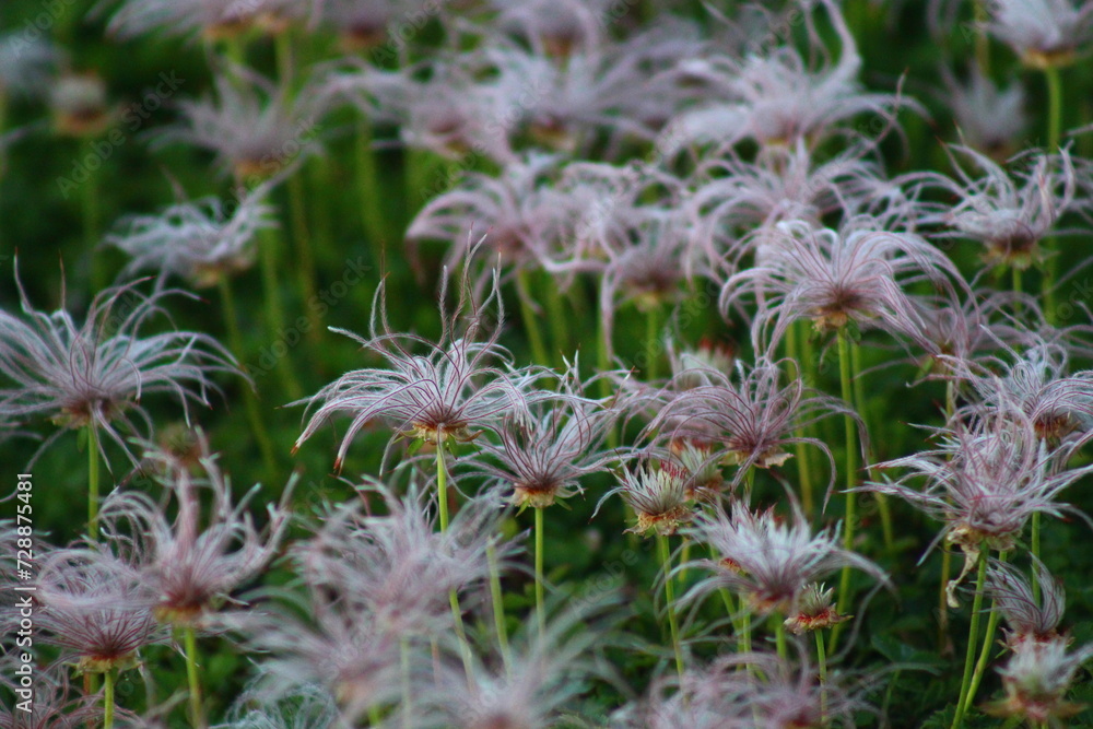 Wollgras in den japanischen Alpen - Alp plans