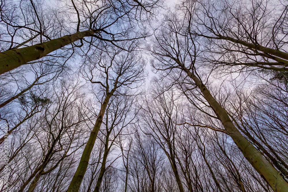 Uprisen angle with view of leafless tree twig under dark and cloudy day, Silhouette of bare branches trees in the forest after leaves fallen in winter, Nature texture pattern background. Uprisen angle with view of leafless tree twig under dark and cloudy day, Silhouette of bare branches trees in the forest after leaves fallen in winter, Nature texture pattern background.