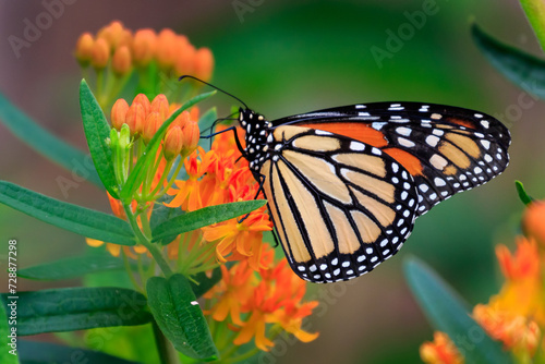 Monarch Butterfly (Danaus plexippus) on green and orange plants © Richard