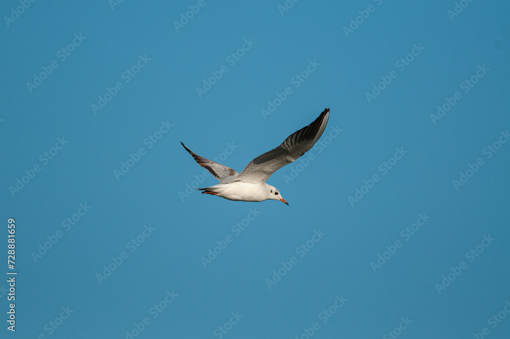 Gull flying in the sky. Black-headed Gull. Chroicocephalus ridibundus. Gull flying in the sky. Black-headed Gull. Chroicocephalus ridibundus.