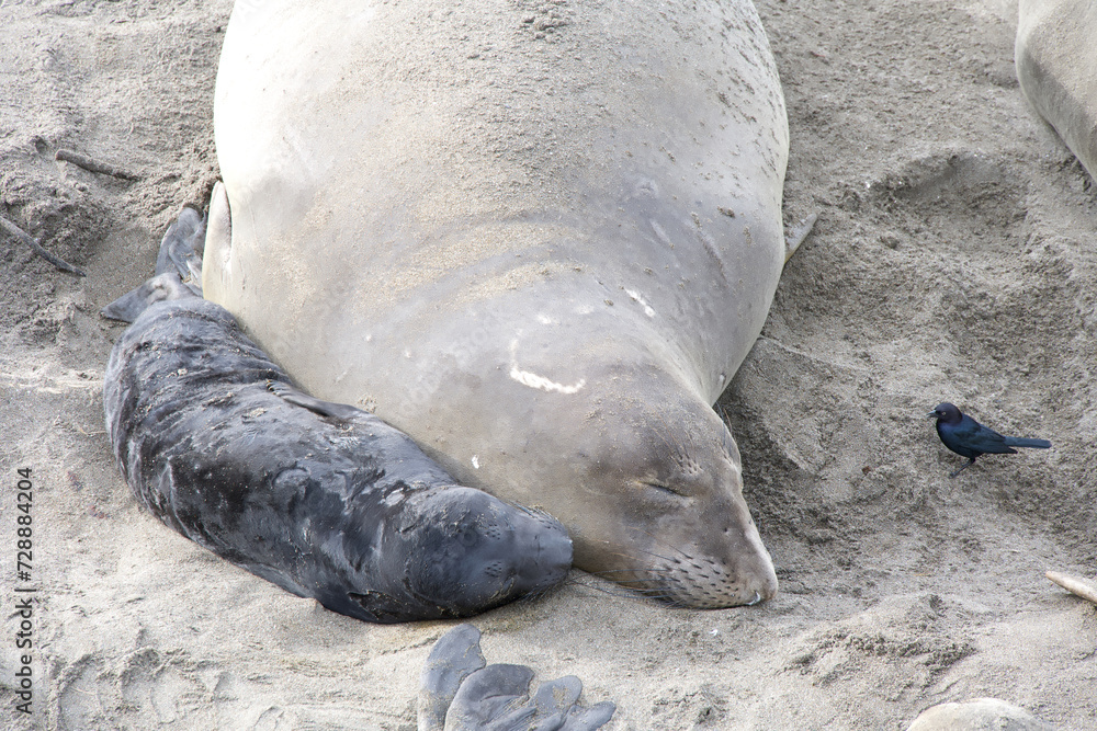 Obraz premium Close up of mom and baby elephant seals hauled out on a beach in Northern California. Piedras Blancas Rookery. Pup laying next to mother on the sandy beach.