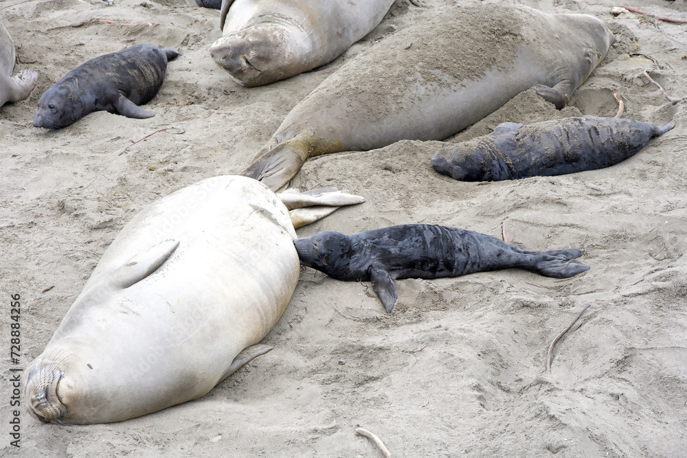 Close up of mom and baby elephant seals hauled out on a beach in Northern California. Piedras Blancas Rookery. Pup laying next to mother nursing Close up of mom and baby elephant seals hauled out on a beach in Northern California. Piedras Blancas Rookery. Pup laying next to mother nursing