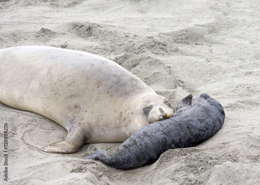 Fototapeta premium Close up of mom and baby elephant seals hauled out on a beach in Northern California. Piedras Blancas Rookery. Mom looking at viewer with her face resting on baby.