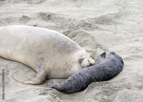 Close up of mom and baby elephant seals hauled out on a beach in Northern California. Piedras Blancas Rookery. Mom looking at viewer with her face resting on baby.