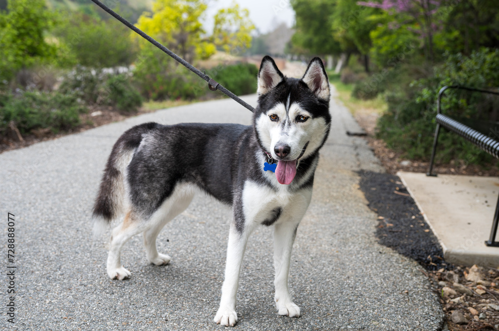 leashed dog on path