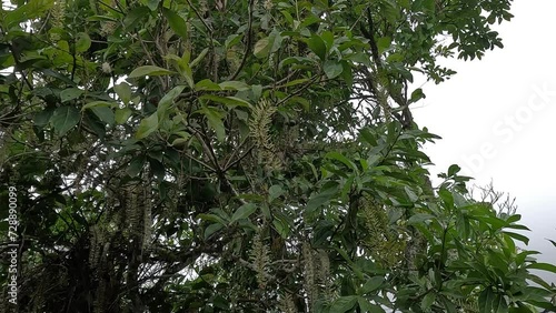 Castanea mollissima (Chinese chestnut, sarangan, berangan, Saninten, Castanopsis argentea, rambutan hutan). The nuts are edible, and the tree is widely cultivated in eastern Asia photo