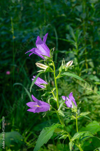 Tall bellflower, Campanula latifolia var. macrantha, blooming in a sunny garden in July, closeup with selective focus and copy space
