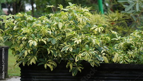 Schefflera arboricola (wali songo) with natural background. This plant common name is dwarf umbrella tree, as it appears to be a smaller version of the umbrella tree, Schefflera actinophylla. photo