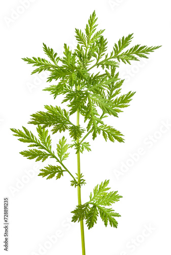 Artemisia annua plant