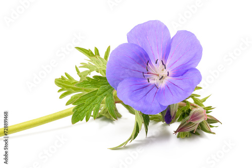 Geranium flower