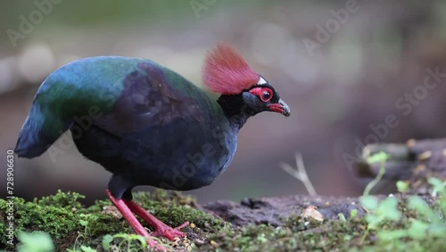 Nature wildlife footage of group of crested partridge (Rollulus rouloul) also known as the crested wood partridge, roul-roul, red-crowned wood partridge on deep forest jungle.  photo